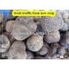 fresh matured black truffle