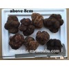 top maturity bigger size truffle