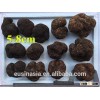2015 crop fresh bigger size fresh truffle fresh tuber indicum
