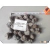 IQF good quality black truffle