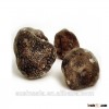 fresh frozen new crop truffle fresh tuber indicum