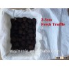 2-3cm fresh truffle fresh TUBER INDICUM