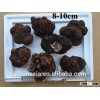 2015 crop bigger size fresh truffle
