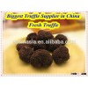 black truffle tuber indicum for sale