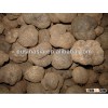 fresh truffle for sale