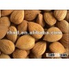Apricot kernel