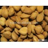 Top Quality Raw Almond Nuts