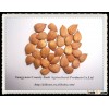 Apricot Kernels