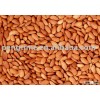Organic apricot seed