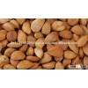 Raw Dried Apricot Kernels available