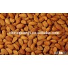 China Organic Bitter Apricot Kernel Sweet Apricot Kernels