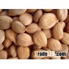 dry bitter apricot kernel