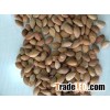 Top Grade Dried Raw Bitter Whole Apricot Kernels 99.95% for export at cheap prices