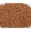 Apricot kernel