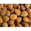 Top Grade Dried Raw Bitter Whole Apricot Kernels 99.95% for export at cheap prices