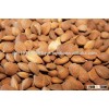 Bitter Apricot Kernels for sale