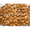 Supply Bitter Apricot Kernel without shell/ bitter almond