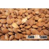 Raw apricot kernel.