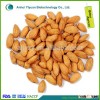 Bulk Dry Bitter Apricot Kernel