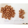 Supplying New Crop of Bitter Apricot kernels from China