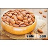 High Quality Apricot Seeds / Organic Apricot Seeds
