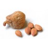 Dried roasted apricot kernels / Raw Apricot Seeds Organic Bitter Apricot Kernel/ Supply sweet Aprico