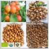 Factory price for organic bitter apricot kernel