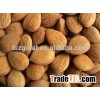 We are supplying 2015 bitter Apricot kernels