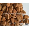 Graine d'Abricot bitter apricot seeds