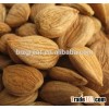Chinese Bitter Bulk Apricot Kernels with Good Quality