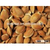 Raw Apricot kernels in shell for hot sale