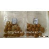 Bulk Roasted Apricot Kernels in Shell with Milk Flavor
