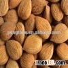 Natural organic bitter apricot kernels