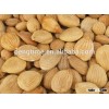 Organic bitter apricot kernels B17