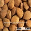 Chinese new crop apricot kernels for food