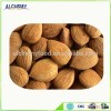 high quality bitter apricot kernel seed extract