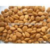2015 CHinese Sweet Apricot kernels( youyi ) with good quality for sale