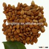 good quality on promotion for dried apricot kernel