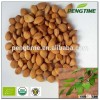 organic bitter apricot kernels from China
