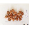 Supply with Chinese Bulk Sweet Apricot Kernels With 8% Bitter Taste with good quality for Sales