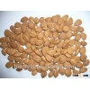 Supply with Chinese Bulk Sweet Apricot Kernels Youyi Type with good quality for Sales