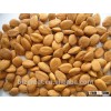 Youyi Type Bulk Sweet Apricot Kernels with good quality for Sales