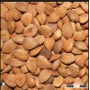 Tradition bitter apricot seeds 2015 crop