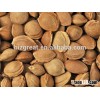 Supply Sweet Apricot kernel in shell