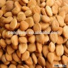 New Arrival dried bitter apricot kernels
