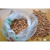 Best quality organic natural bitter apricot kernels