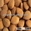 Apricot kernels