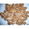 2015 apricot kernels without shell for sale