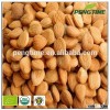 100% organic bitter apricot kernels