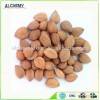2015 China good quality raw apricot seeds
